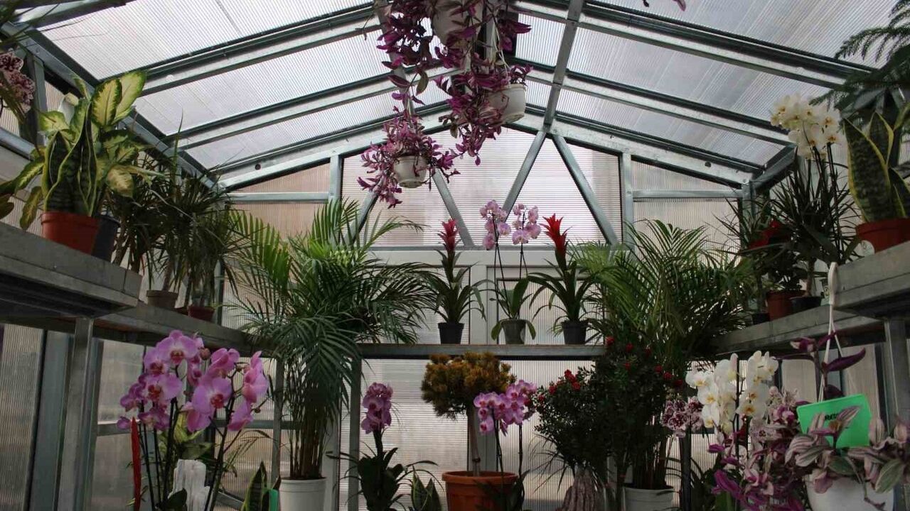 Çiçek Doktoru Ümit Ersan: Bitkilerle İlgili Her Soruna Çözüm Üretiyorum