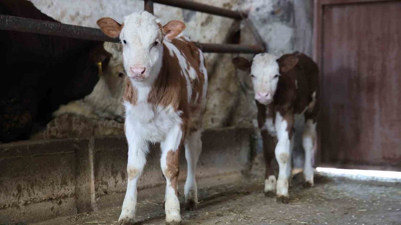 Çifte Mutluluğun Keyfi: Elazığ'da İkiz Buzağı Sevinci
