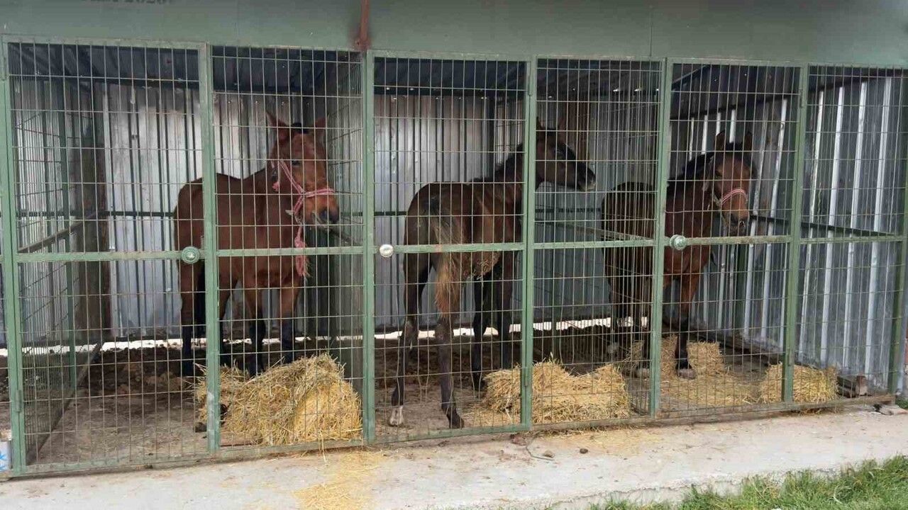 Çifteler'de Kaçak At Eti Operasyonu