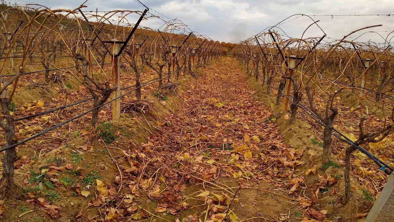 Çoban Üzümleri ile Kış Bağ Budama İşçilerine Sürpriz