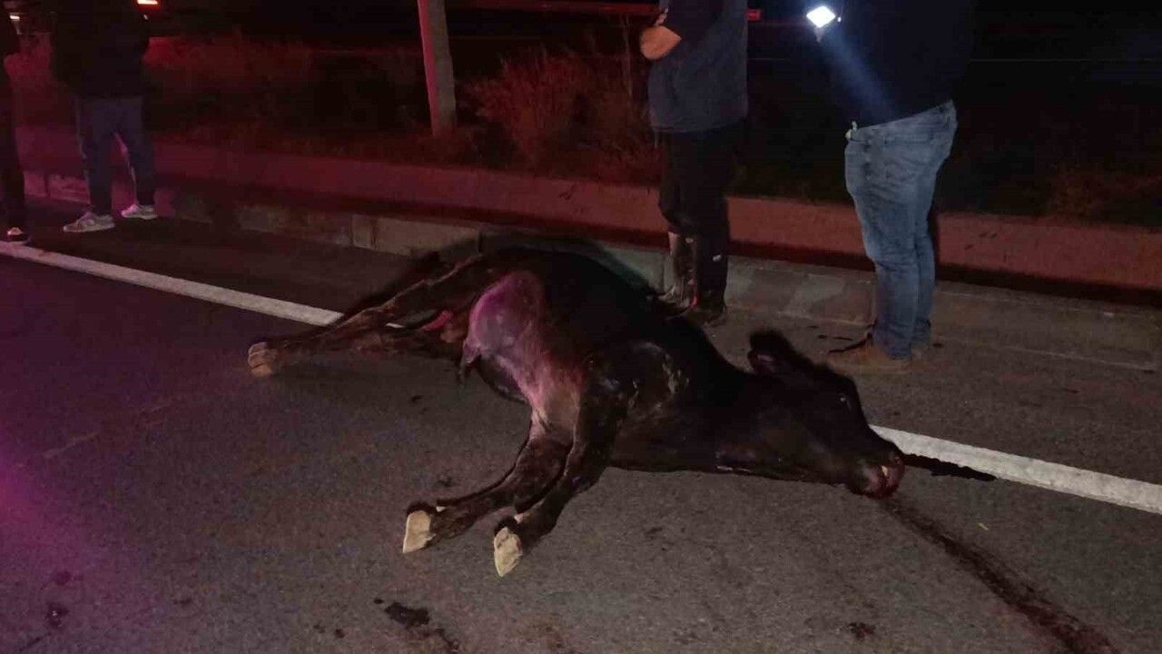 D-400 Yolunda İnek Kazası: Hayvan Telef Oldu