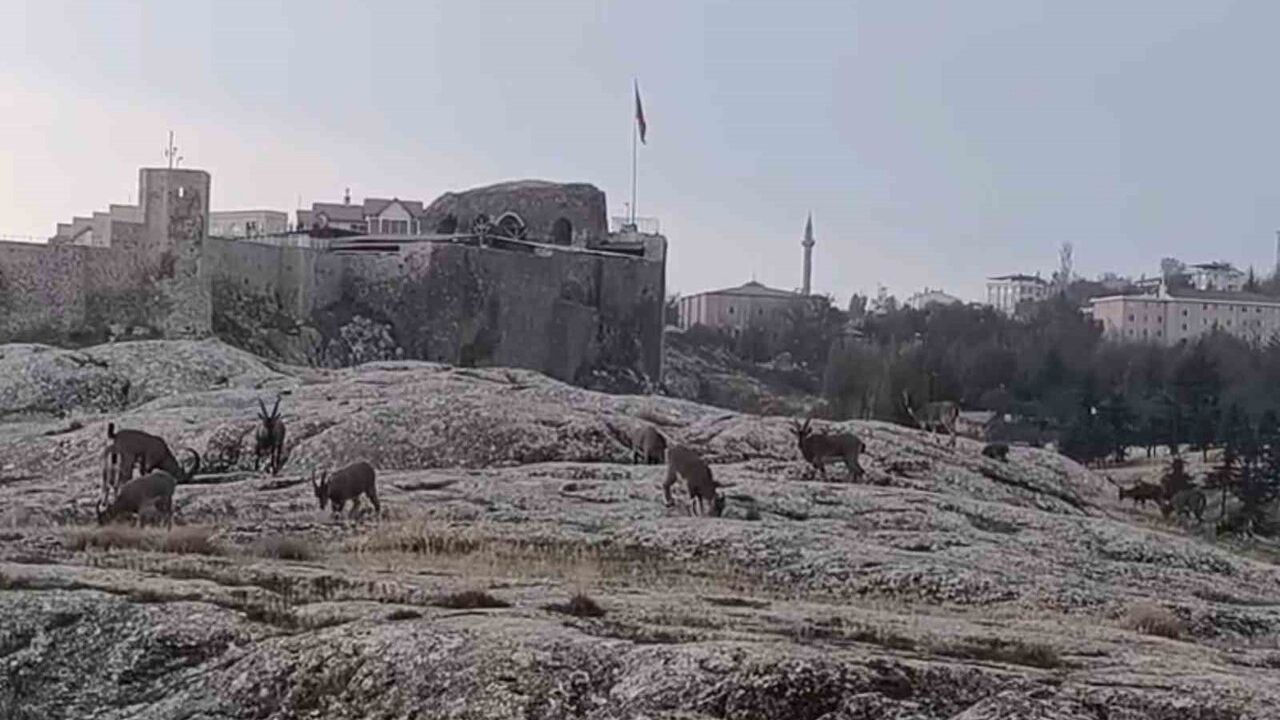 Dağ Keçileri Harput Mahallesi'nde Görüntülendi