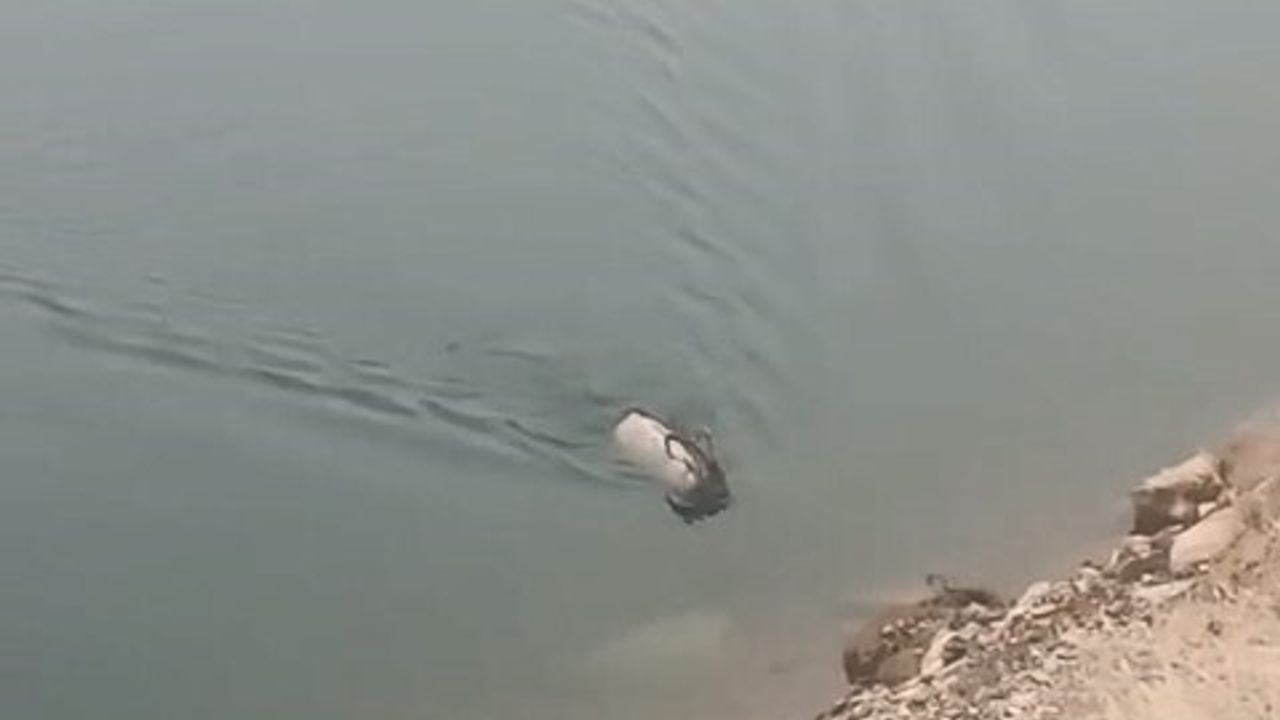 Dağ Keçisi Barajda Yüzdü