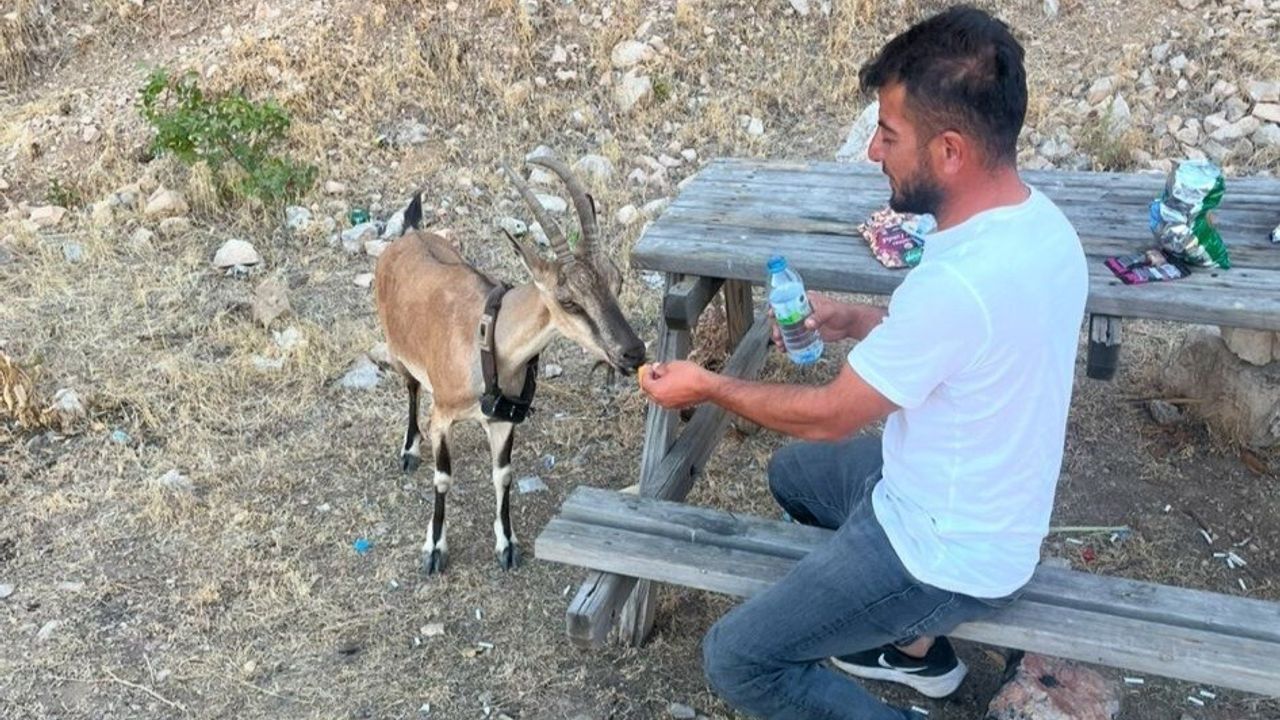 Dağ Keçisiyle Sıcak Anlar: Coşkun Uzun'un Doğayla Buluşması