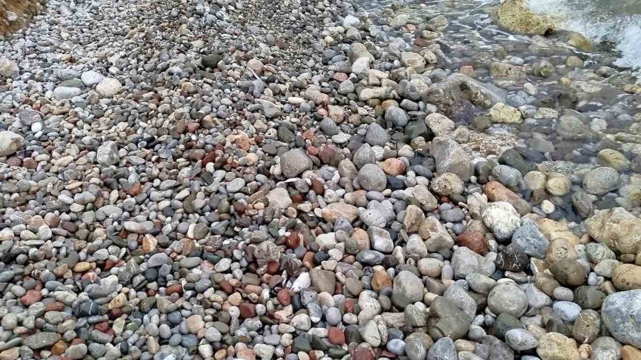 Datça'da Balık Ölümleri: Tehlike Söz Konusu Değil