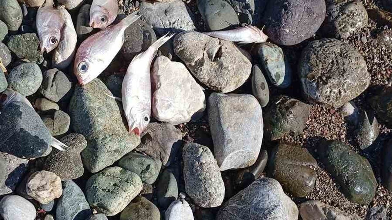 Datça'da Sahile Vuran Ölü Balıklar Tedirginlik Yarattı