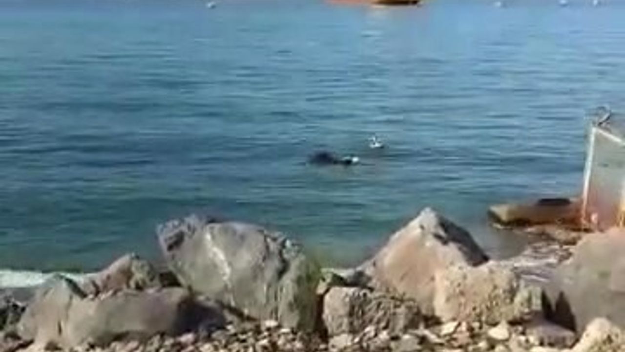 Denizden Kurtarılan Angus Hayata Döndü