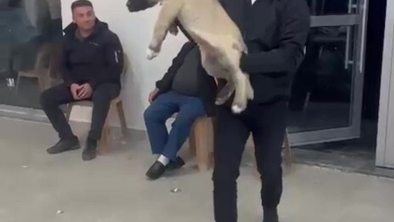 Denizli'de Düğün Hediyesi Şaşırttı: 100 Bin TL'lik Çoban Köpeği