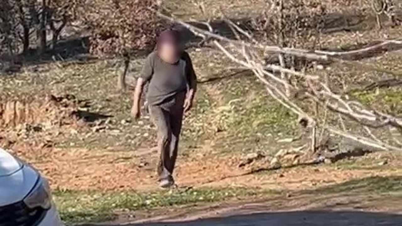 Denizli'de Hayvan İstismarı İddiası: Sokak Köpekleri Açlıktan Birbirini Yedi