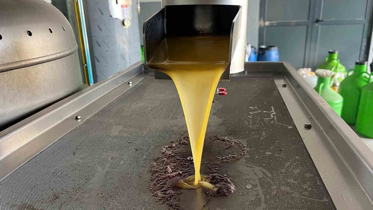 Denizli'de Zeytin Hasadı Başladı: Altın Sıvıya Dönüşme Süreci