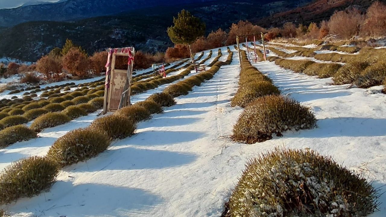 Derebucak'ta Kar Yağışı: Mor Bahçeler Beyaz Örtüyle Kaplandı