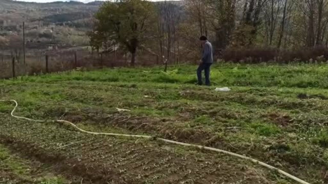 Devrek'te Salep Fideleri Dikimine Başlandı