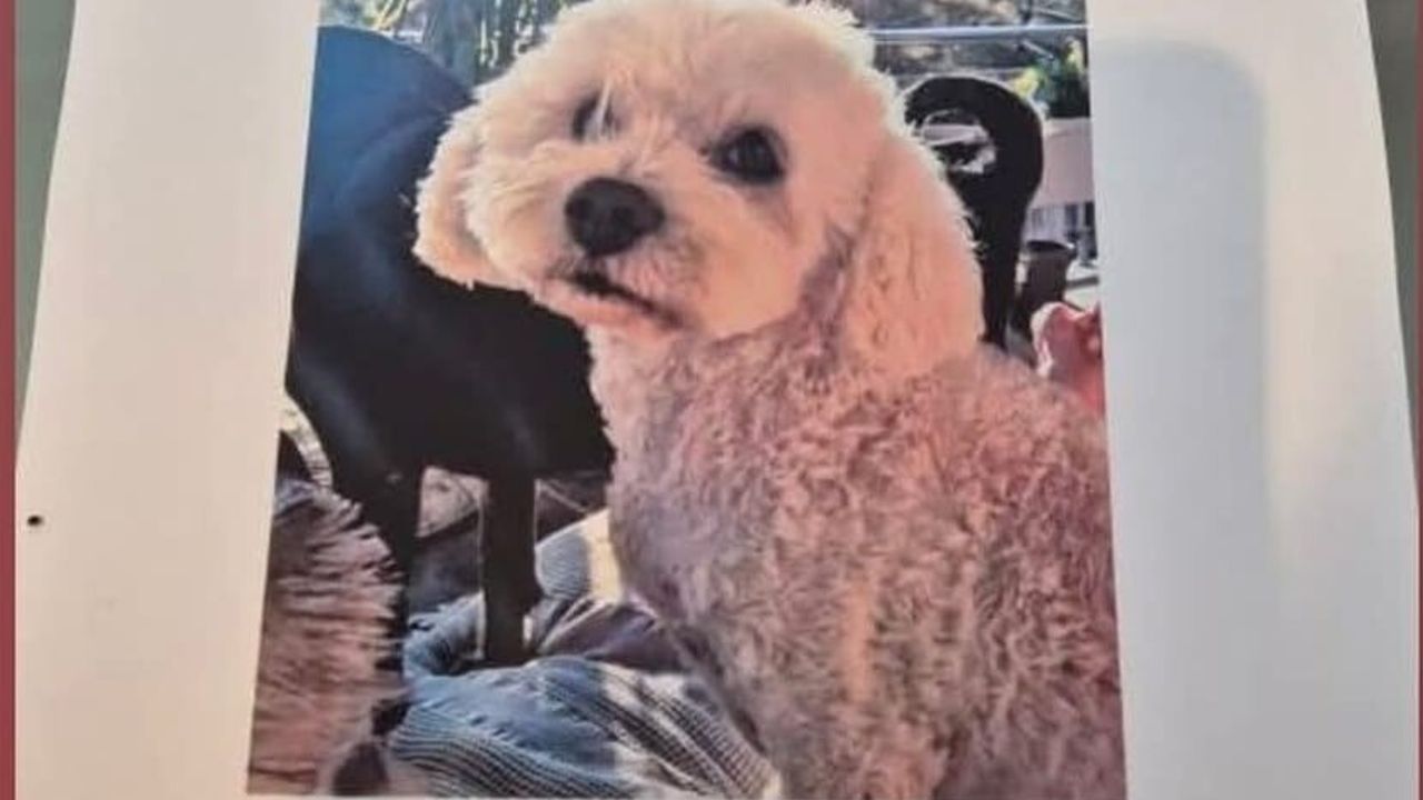 Didim'de Kaybolan Köpek İçin 10 Bin Lira Ödül Duyurusu