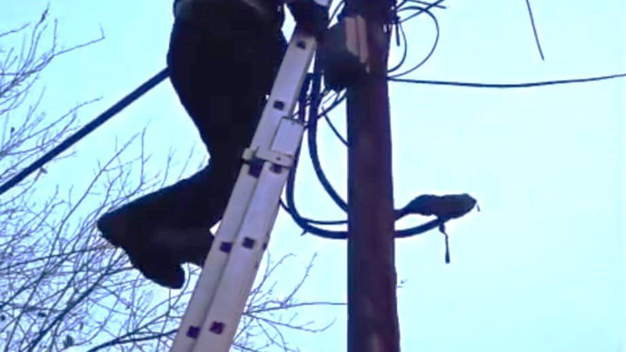 Direk Üzerindeki Kedi İtfaiye Ekipleri Tarafından Kurtarıldı