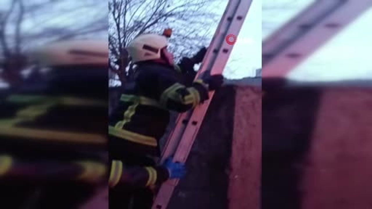 Direkte Mahsur Kalan Kedi İtfaiye Tarafından Kurtarıldı