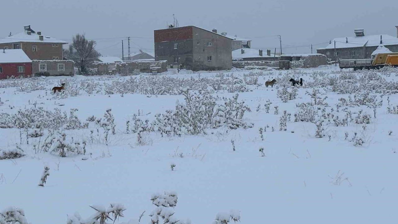 Diyadin'de Baş Bois Köpek Sorunu Artıyor
