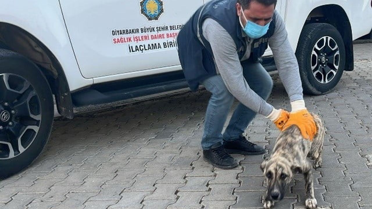 Diyarbakır'da 2025'te 10 Bini Aşkın Hayvan İhbarına Müdahale