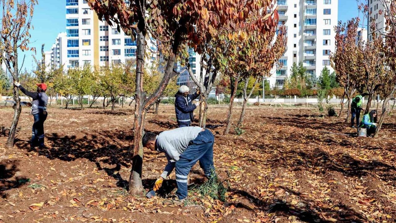 Diyarbakır'da Ağaçların Sağlıklı Büyümesi İçin Özel Tedavi Yöntemleri