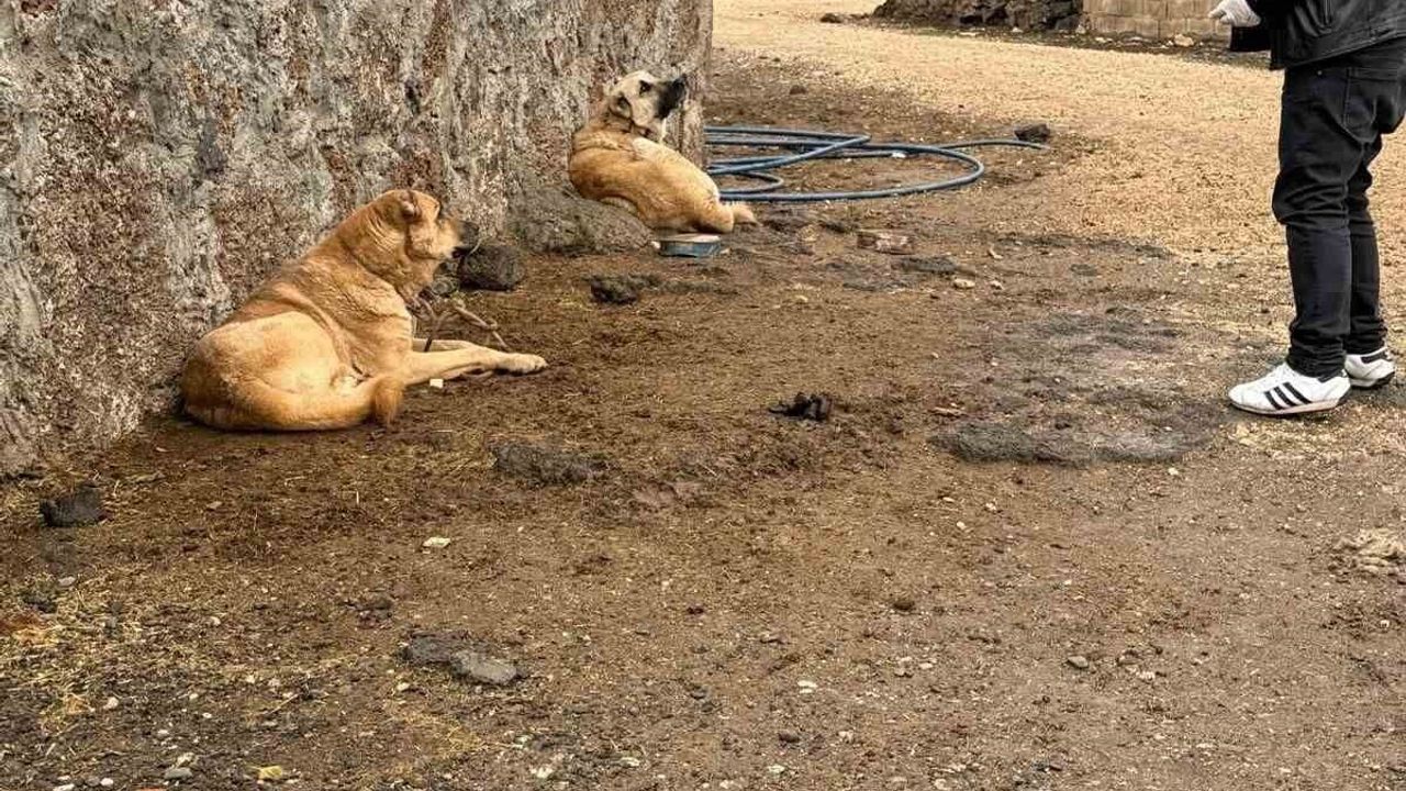 Diyarbakır'da Sokak Hayvanlarına Kuduz Aşısı Uygulandı