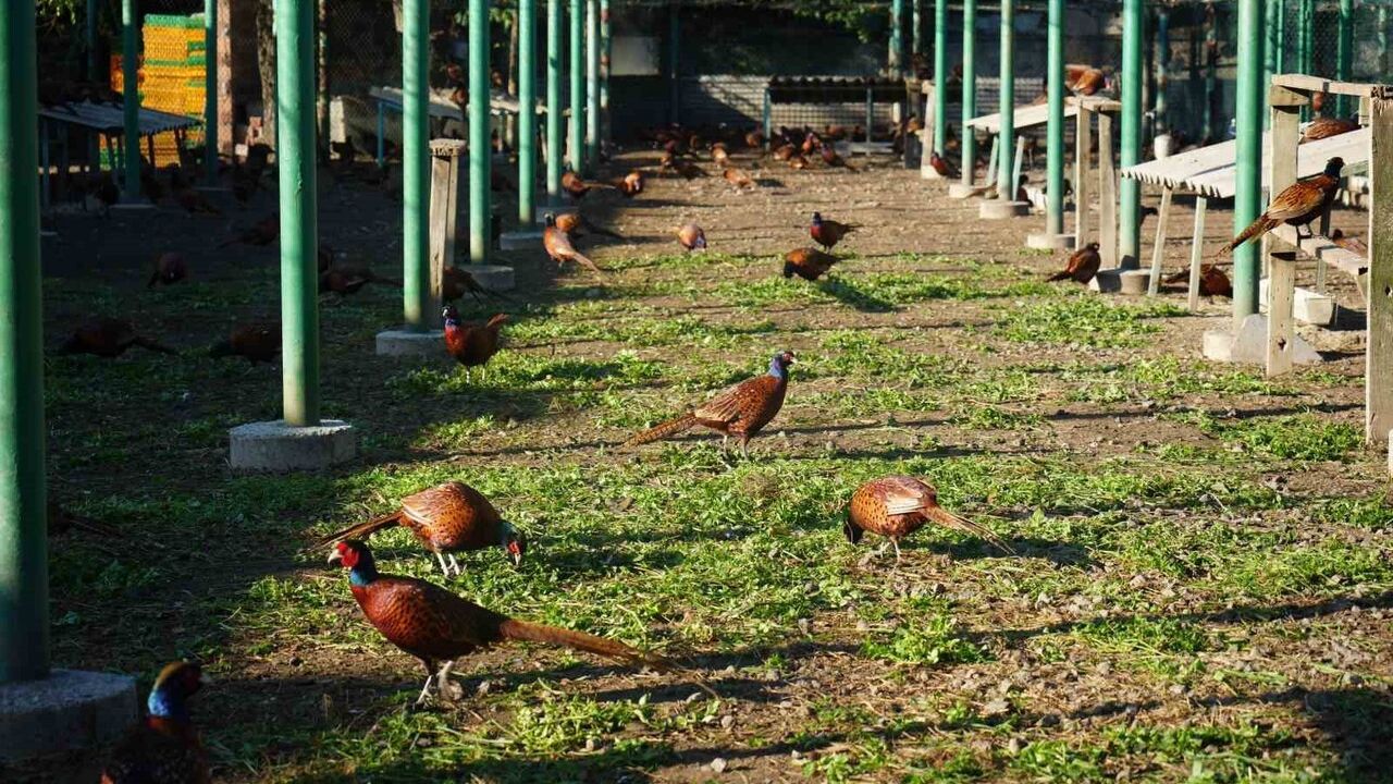 Doğanın Savaşçıları: Kahverengi Kokarca ile Mücadelede Sülünler