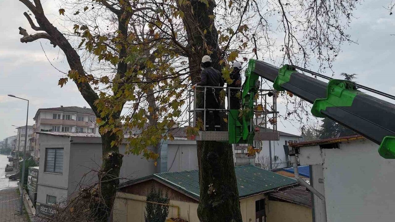Düzce’de Kış Bakımı İçin Ağaç Budama Çalışmaları