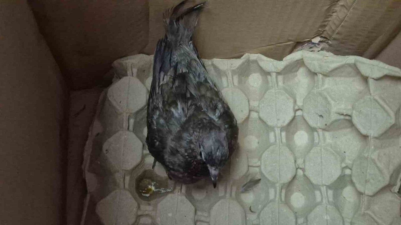 Düzce'de Vatandaşın Kumruya Yardım Eli