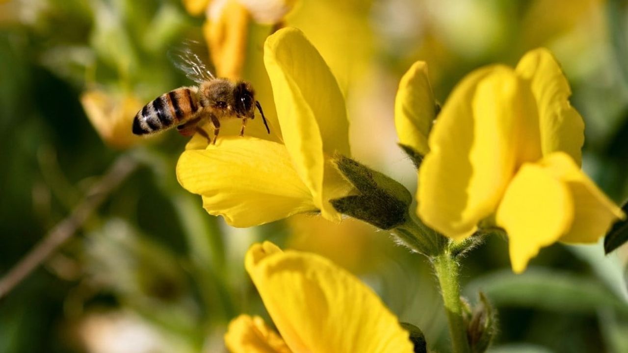 Eber Sarısı İçin Koruma Çağrısı