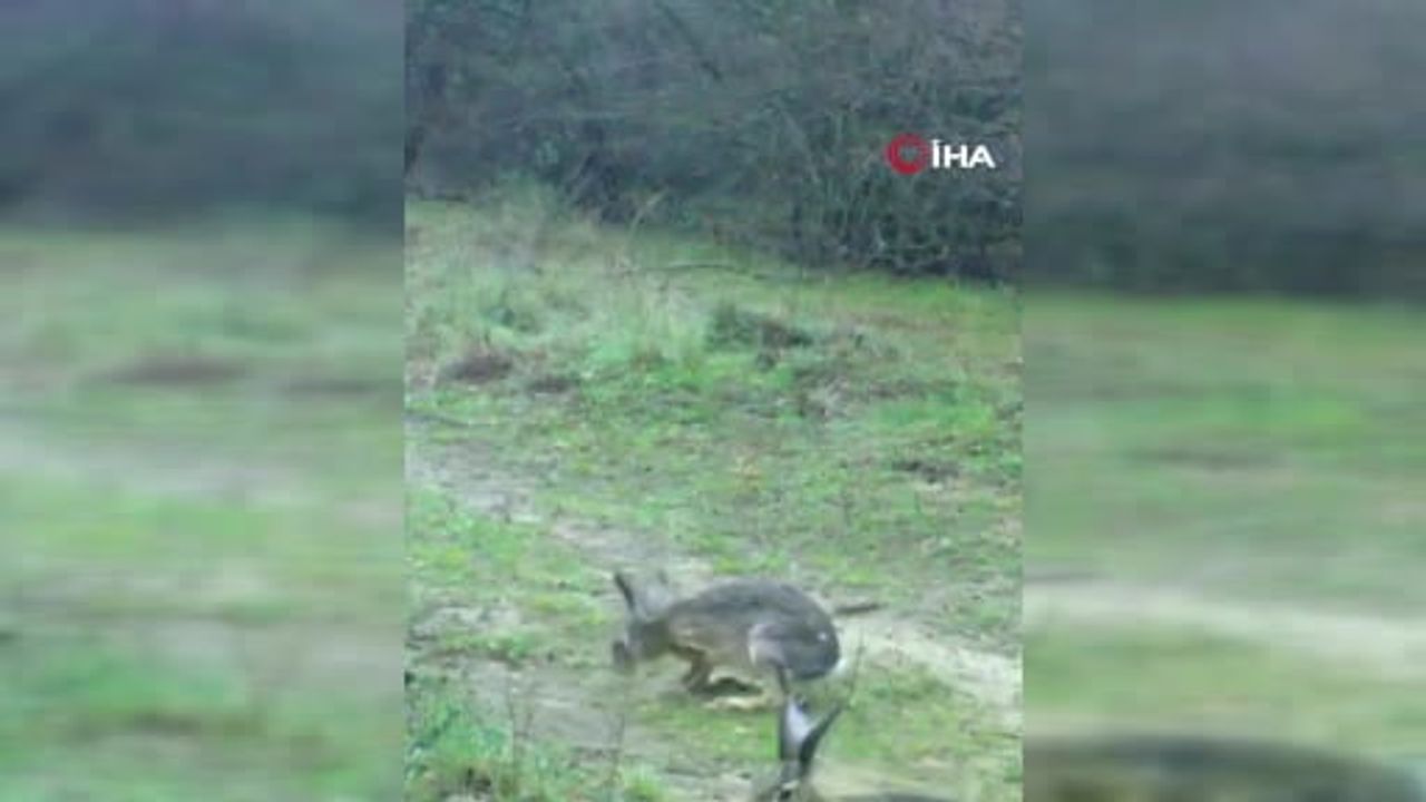 Edirne'de Fotokapana Yakalanan Sevimli İki Tavşan
