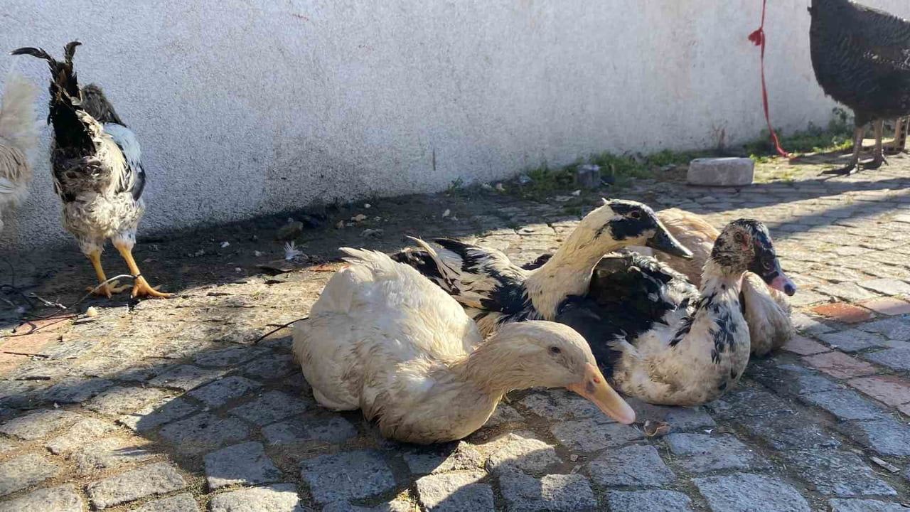 Edirne’de Kanatlı Hayvan Satışlarındaki Durgunluk
