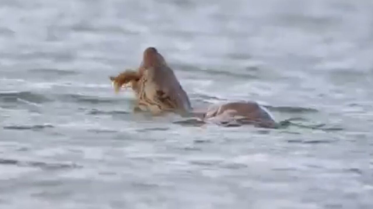 Eflani'de Su Samuru Avlanırken Görüntülendi