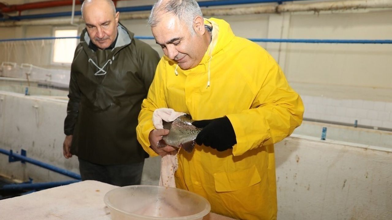 Elazığ'da Alabalık Sağım Çalışmaları Devam Ediyor