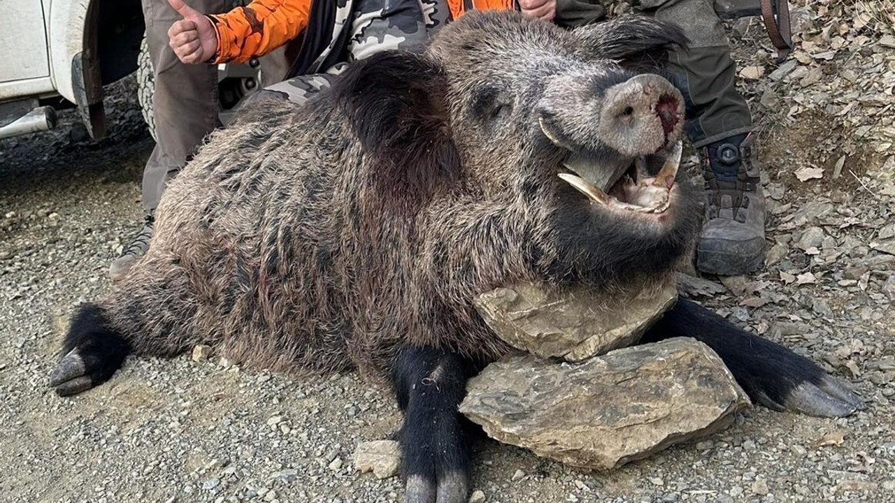 Elazığ'da Avcılar 200 Kiloluk Yaban Domuzu Avladı