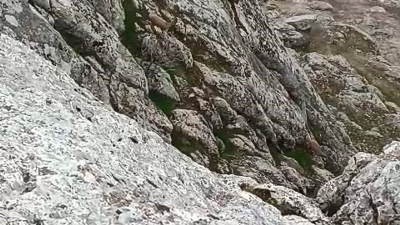 Elazığ'da Dağ Keçileri Sürü Halinde Görüntülendi