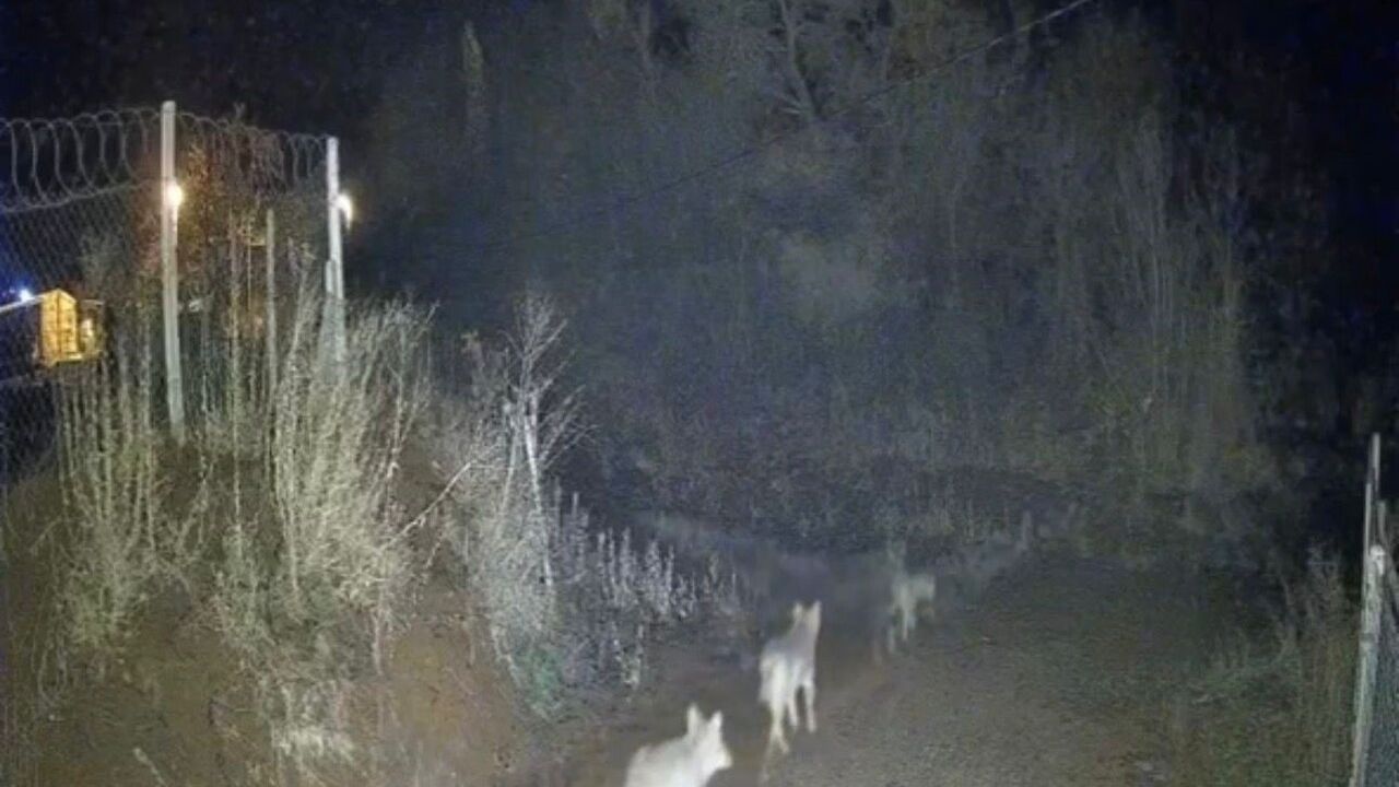 Elazığ'da Kurt Sürüleri Kameraya Yansıdı