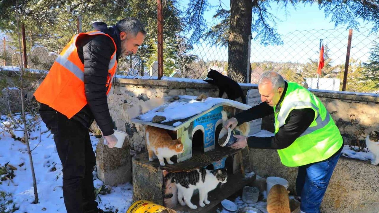 Elazığ'da Sokak ve Yaban Hayvanlarına Destek