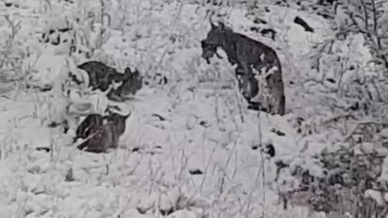 Elazığ'da Vaşak Ailesi Görüntülendi