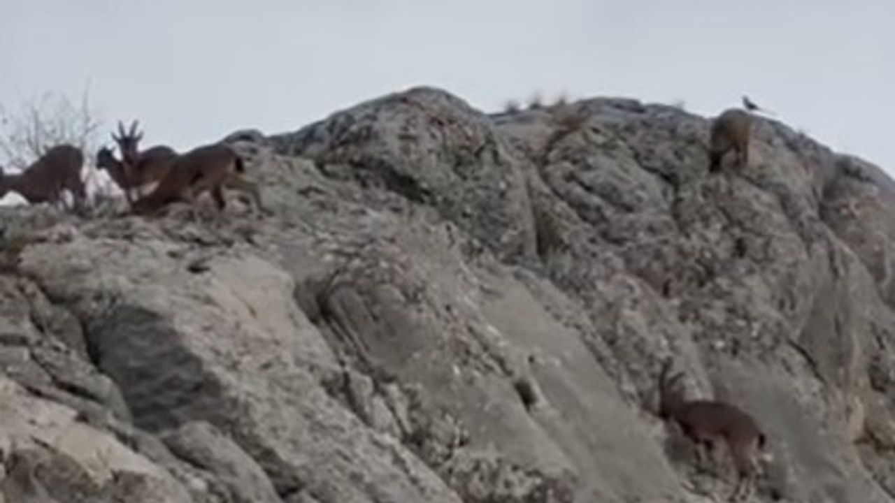 Elazığ’da Yaban Keçileri Sürü Halinde Görüntülendi