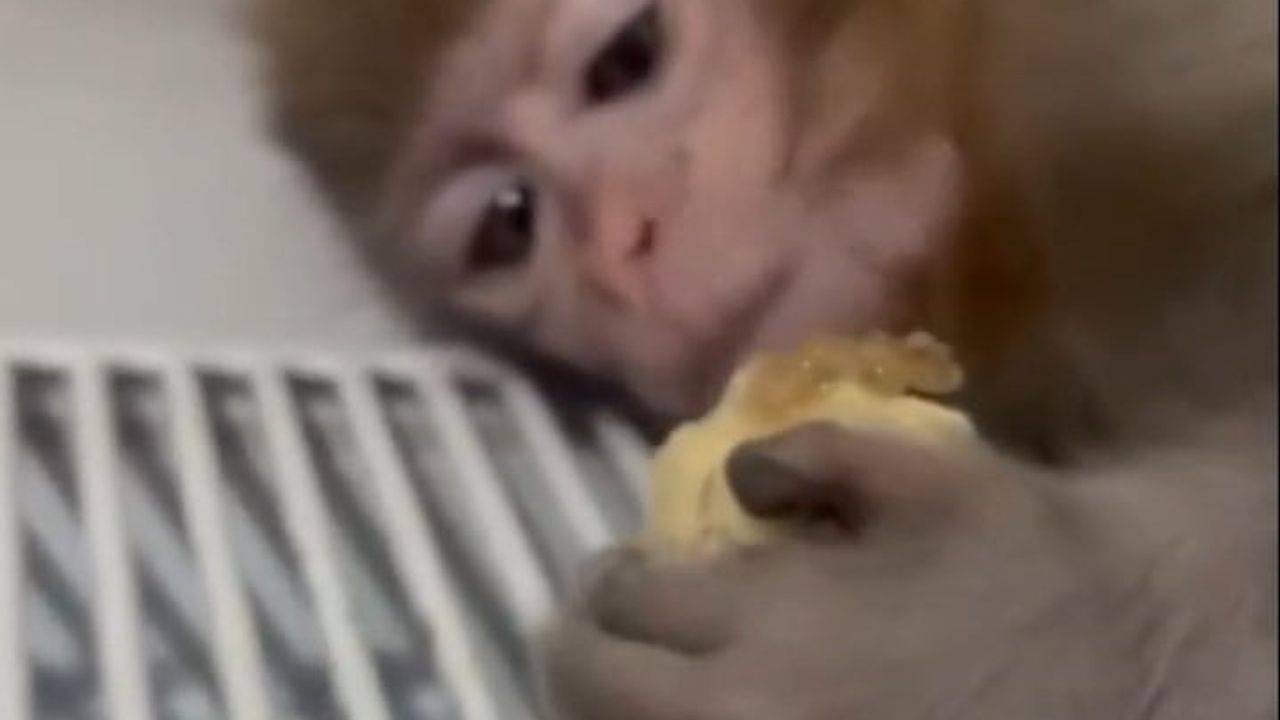 Elazığ'da Yakalanan Maymun Koruma Altında