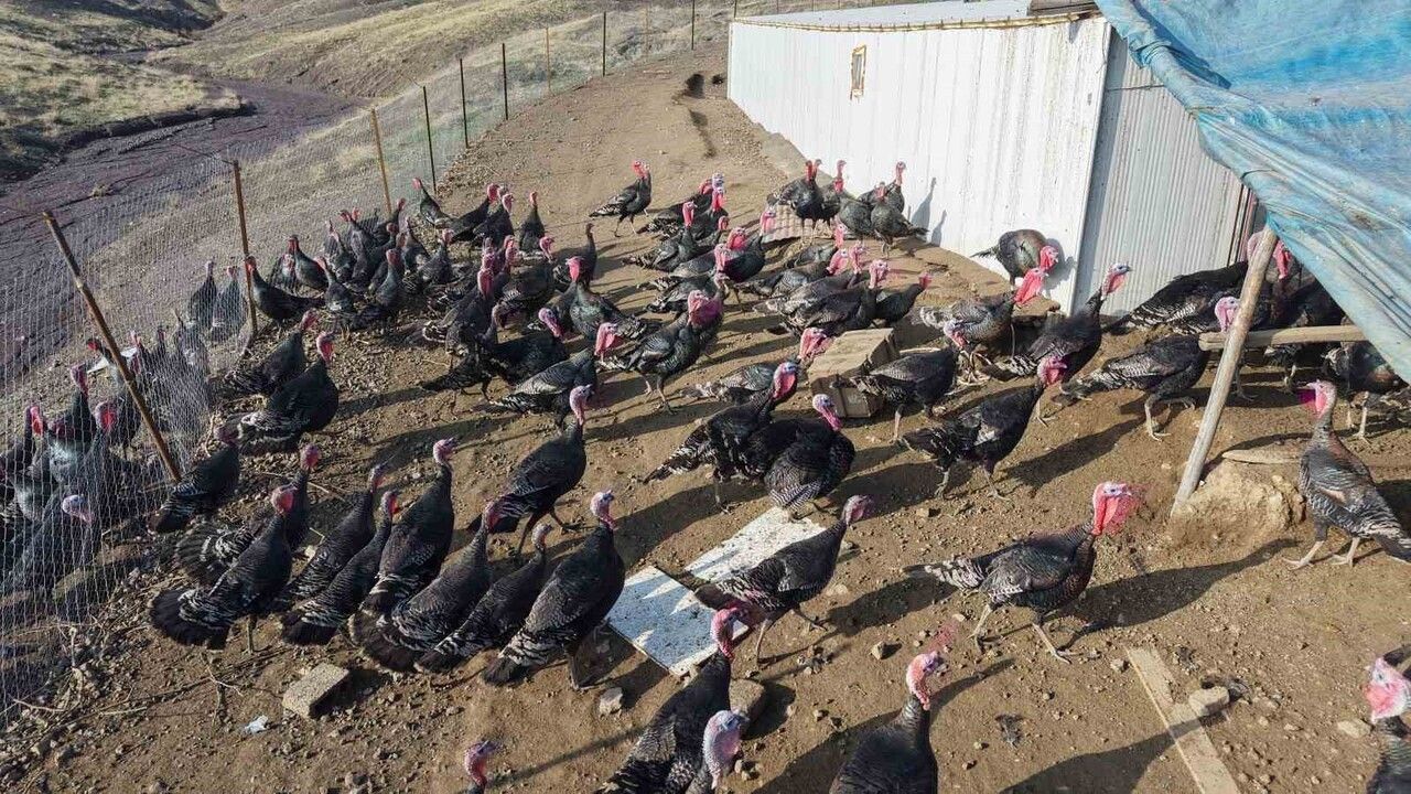 Elazığ'da Yeni Bir Hindi Çiftliği Kuruldu