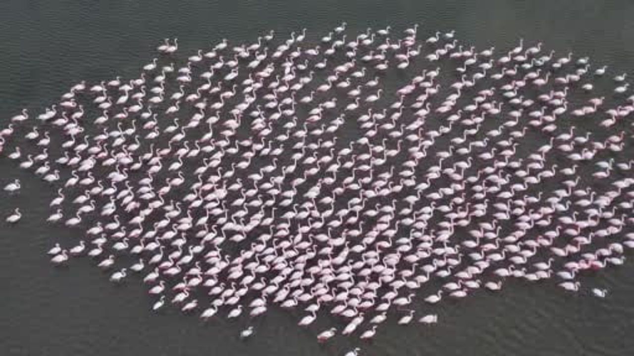 Enez Gala Gölü: Flamingoların Göç Yolu