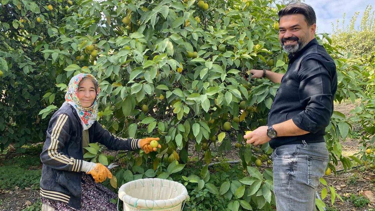 Erdemli'de Limon Hasadı Dönemi