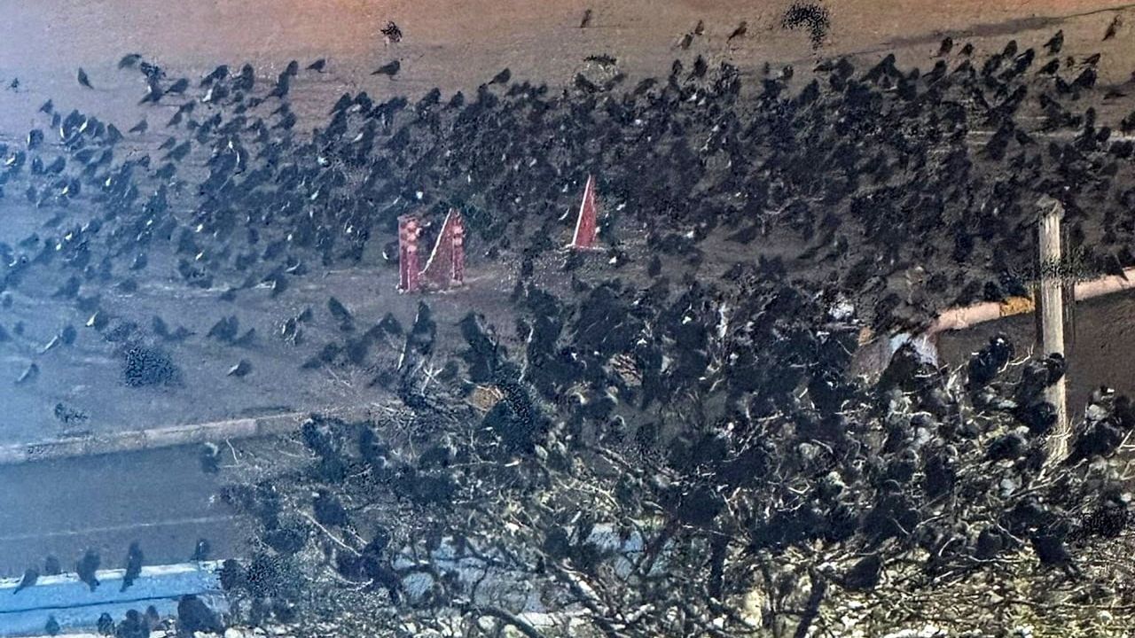 Erzincan’da Akşam Saatlerinde Karga Sorunu