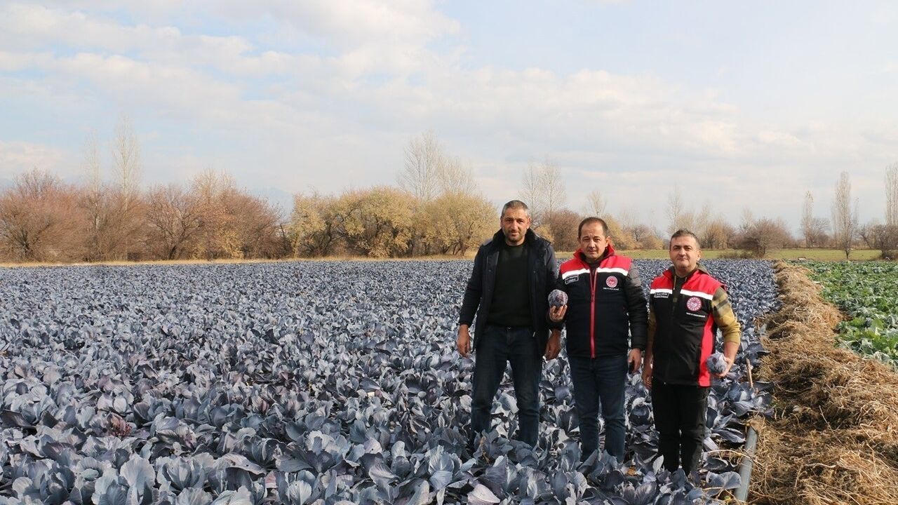 Erzincan’da Kış Mevsiminde Sebze Hasadı