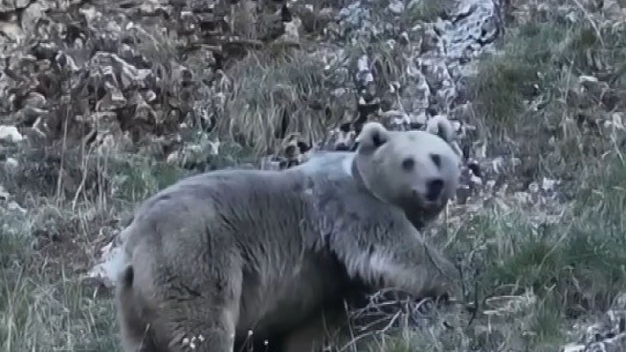 Erzincan'da Kış Uykusuna Hazırlanan Ayılar Görüntülendi