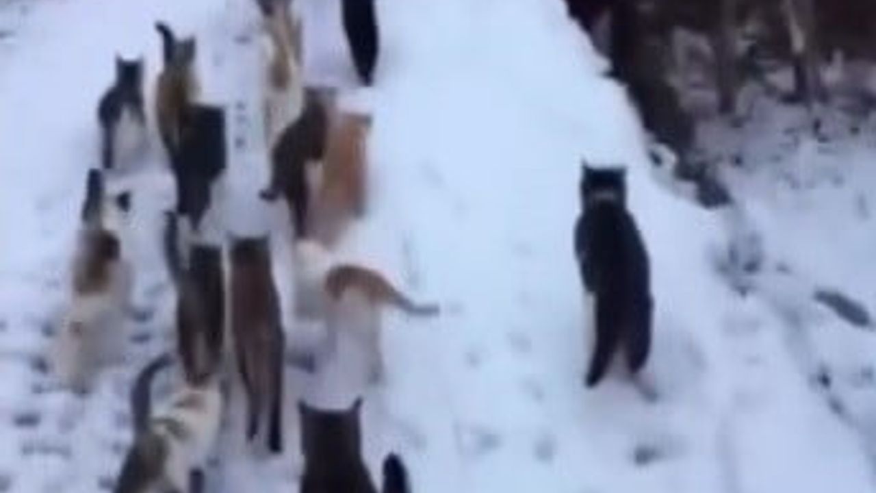 Erzincan’da Kışın Kedilere Destek