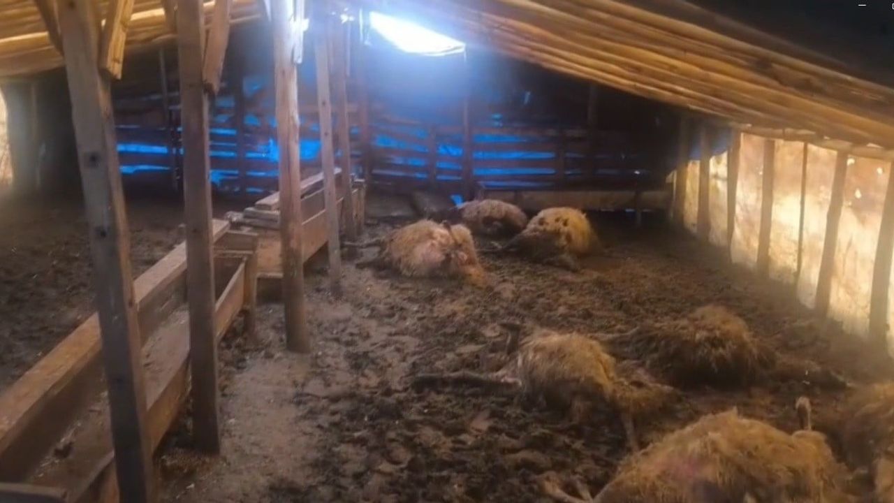 Erzincan'da Kurt Saldırısı: 10 Koyun Telef Oldu