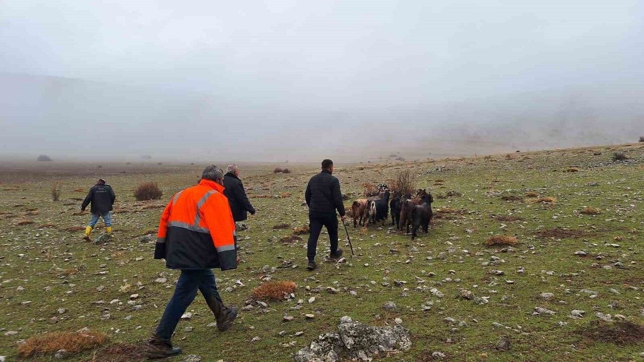 Erzincan'da Mahsur Kalan 11 Keçi Kurtarıldı