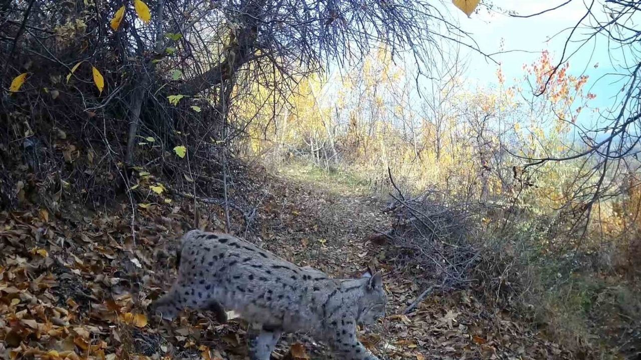Erzincan'da 'Ormanın Hayaleti' Vaşak Görüntülendi