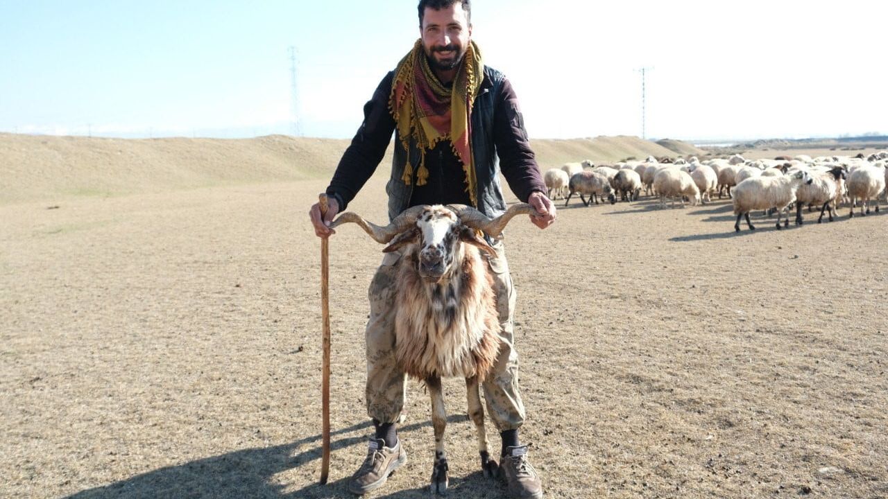 Erzincan'da Sıcak Havalar Küçükbaş Hayvan Üreticilerini Sevindiriyor