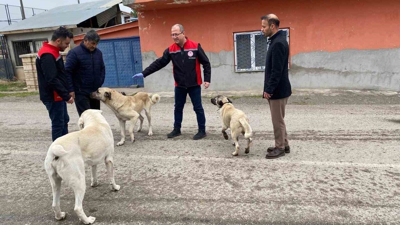 Erzincan'da Sokak Köpeklerine Kuduz Aşısı Uygulanıyor